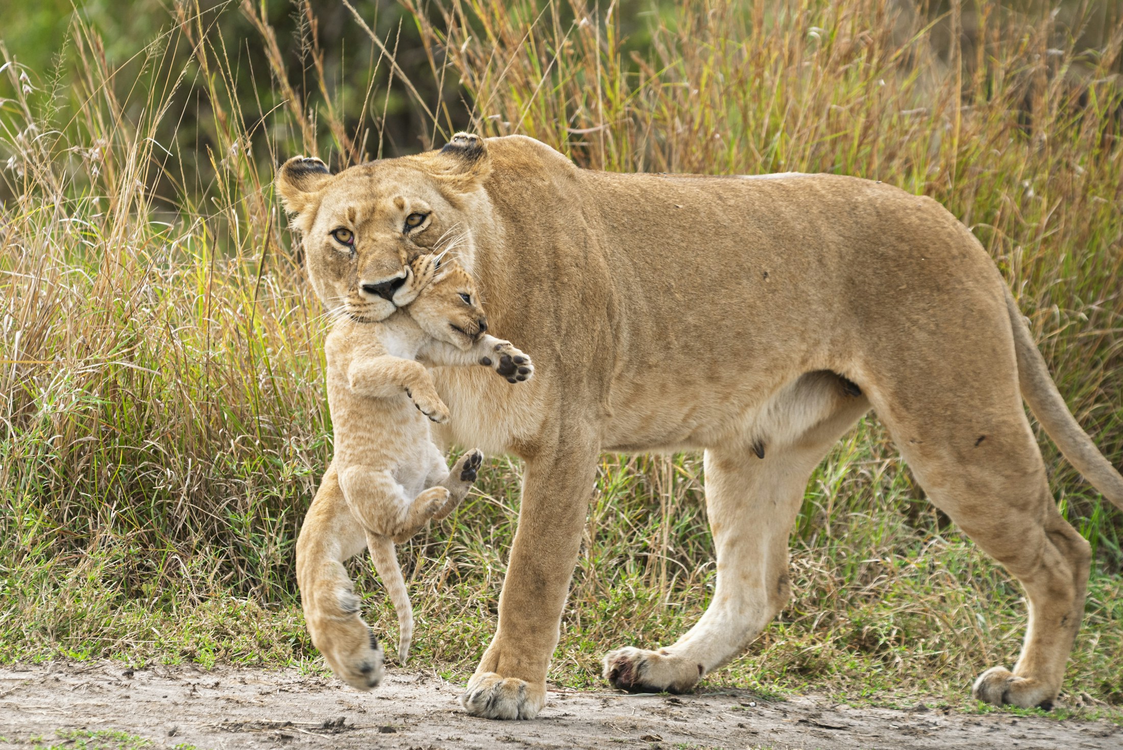 Lioness carrying her cub through tall grass in Kenya